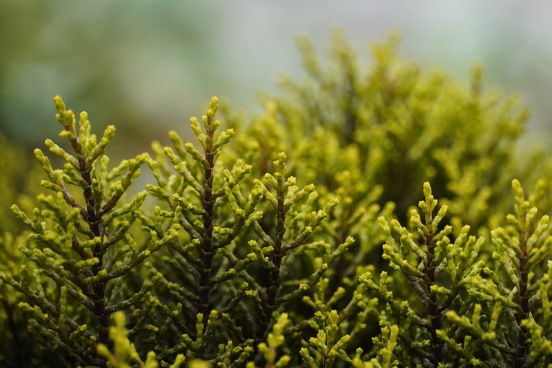 Legendary Shrubs