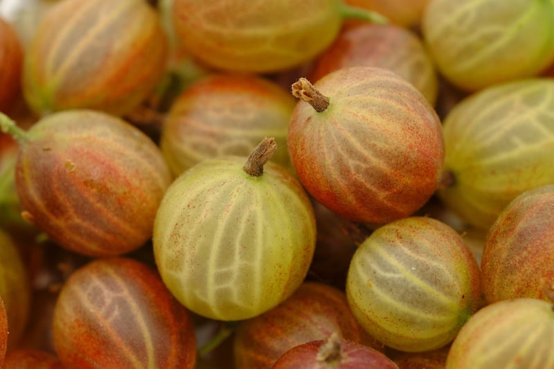 Starlight Strawberries