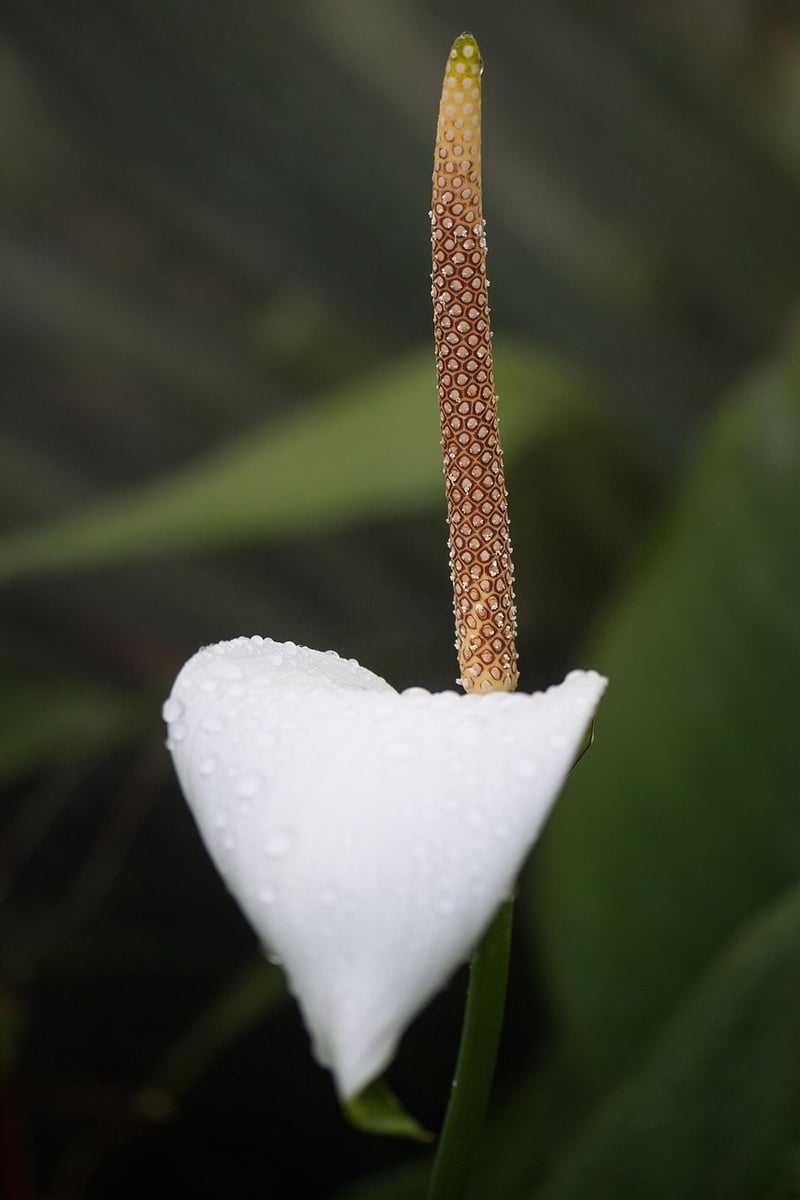 Corpse Flower