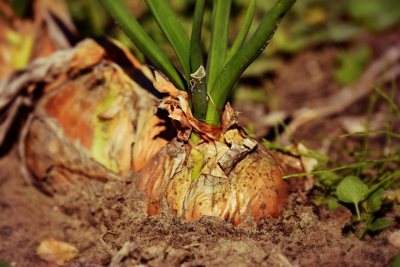 Mandrake Plant