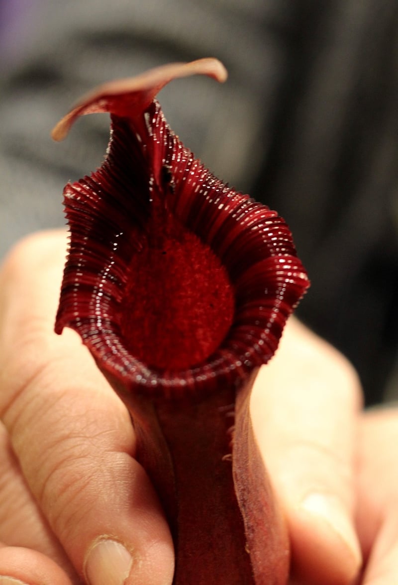 Nepenthes Rajah